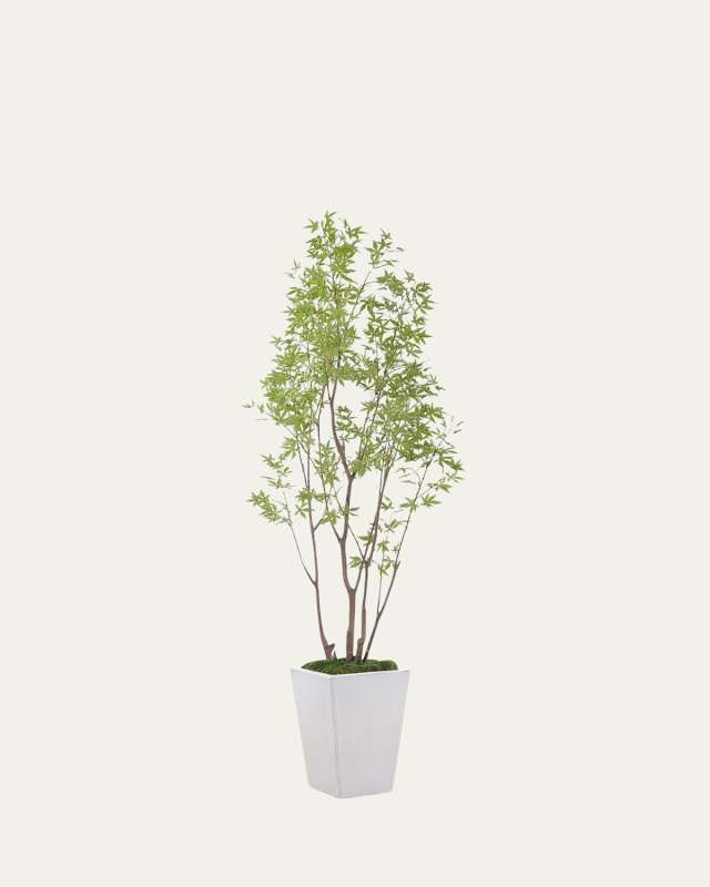 Amur Maple Tree in Ceramic Planter